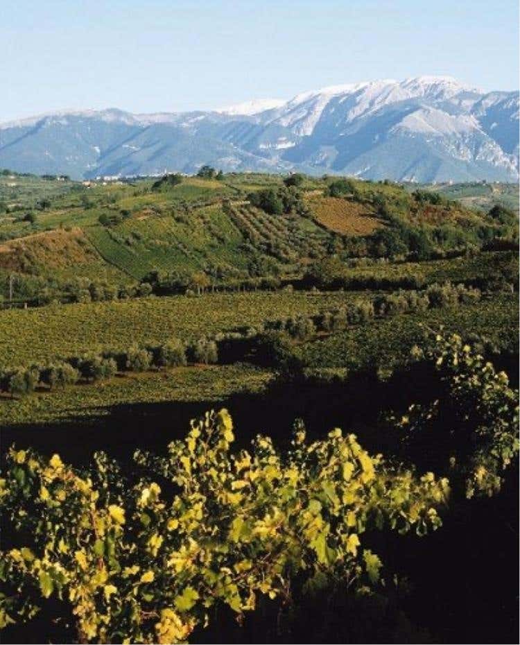 Vigneto, scorcio estivo